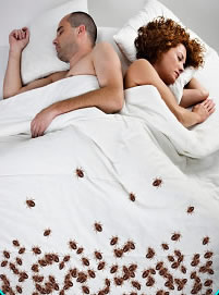 toronotobedbug | Toronto Bed Bug .ca â€“ Bed Bug Extermination ...
